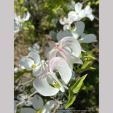 Trees ~ Cornus florida var. urbiniana, Mexican Flowering Dogwood ~ Dancing Oaks Nursery and Gardens ~ Retail Nursery ~ Mail Order Nursery