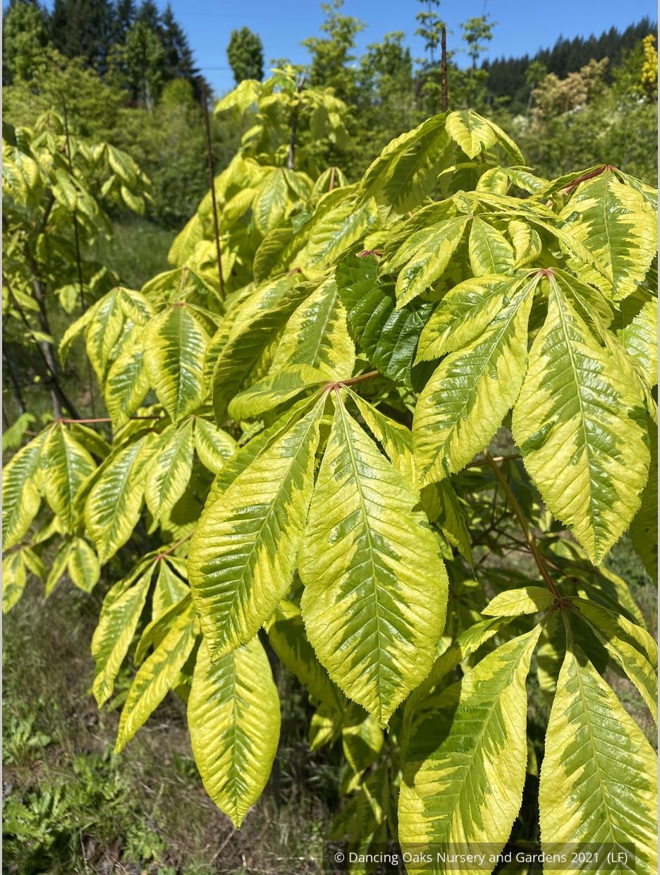 Trees ~ Aesculus x carnea 'Aureomarginata', Variegated Red Horsechestnut ~ Dancing Oaks Nursery and Gardens ~ Retail Nursery ~ Mail Order Nursery