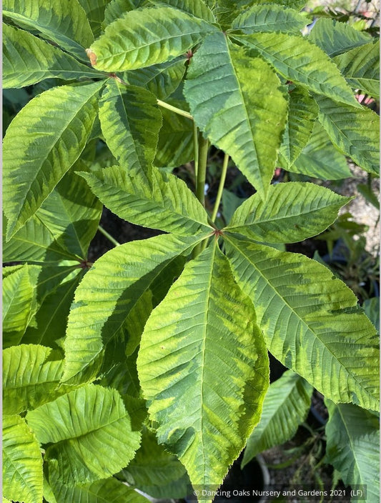 Trees ~ Aesculus x carnea 'Aureomarginata', Variegated Red Horsechestnut ~ Dancing Oaks Nursery and Gardens ~ Retail Nursery ~ Mail Order Nursery