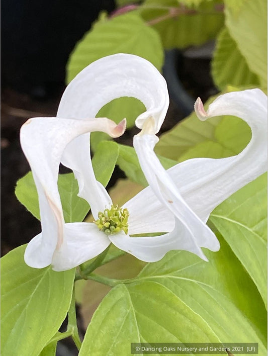 Trees ~ Cornus florida var. urbiniana, Mexican Flowering Dogwood ~ Dancing Oaks Nursery and Gardens ~ Retail Nursery ~ Mail Order Nursery