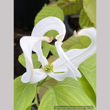 Trees ~ Cornus florida var. urbiniana, Mexican Flowering Dogwood ~ Dancing Oaks Nursery and Gardens ~ Retail Nursery ~ Mail Order Nursery