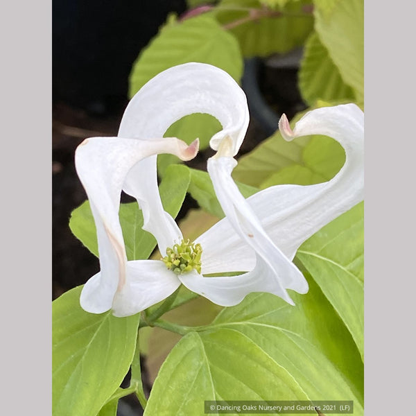 Cornus florida var. urbiniana, Mexican Flowering Dogwood, No