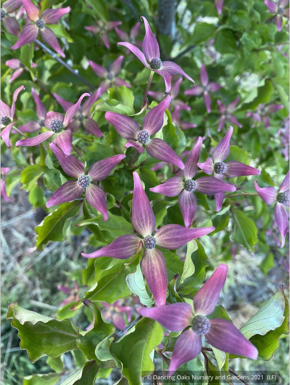 Trees ~ Cornus kousa Scarlet Fire® 'Rutpink', Scarlet Fire Dogwood ~ Dancing Oaks Nursery and Gardens ~ Retail Nursery ~ Mail Order Nursery