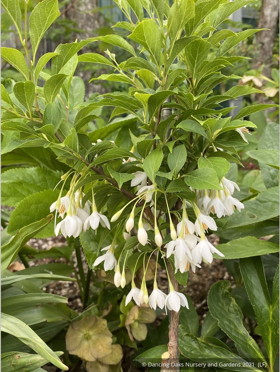 Trees ~ Styrax japonicus 'Snow Drops', Dwarf Japanese Snowbell ~ Dancing Oaks Nursery and Gardens ~ Retail Nursery ~ Mail Order Nursery