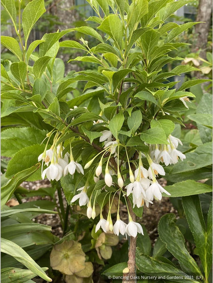 Trees ~ Styrax japonicus 'Snow Drops', Dwarf Japanese Snowbell ~ Dancing Oaks Nursery and Gardens ~ Retail Nursery ~ Mail Order Nursery