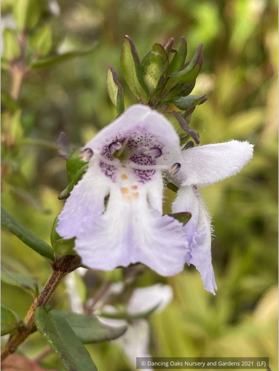 Shrubs ~ Prostanthera cuneata 'Badja Peak', Mint Bush ~ Dancing Oaks Nursery and Gardens ~ Retail Nursery ~ Mail Order Nursery