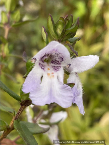 Shrubs ~ Prostanthera cuneata 'Badja Peak', Mint Bush ~ Dancing Oaks Nursery and Gardens ~ Retail Nursery ~ Mail Order Nursery
