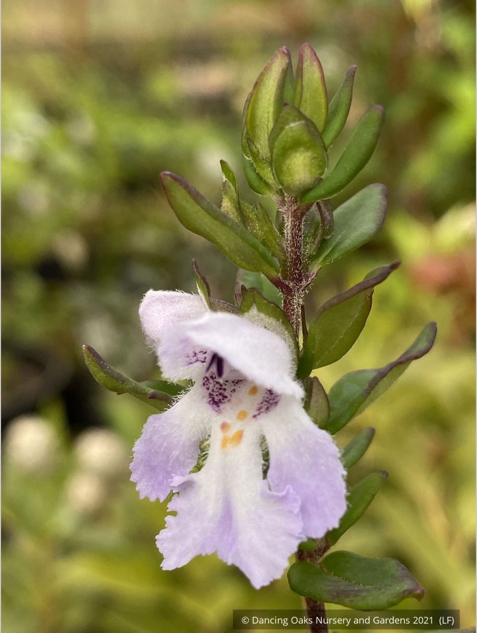 Shrubs ~ Prostanthera cuneata 'Badja Peak', Mint Bush ~ Dancing Oaks Nursery and Gardens ~ Retail Nursery ~ Mail Order Nursery