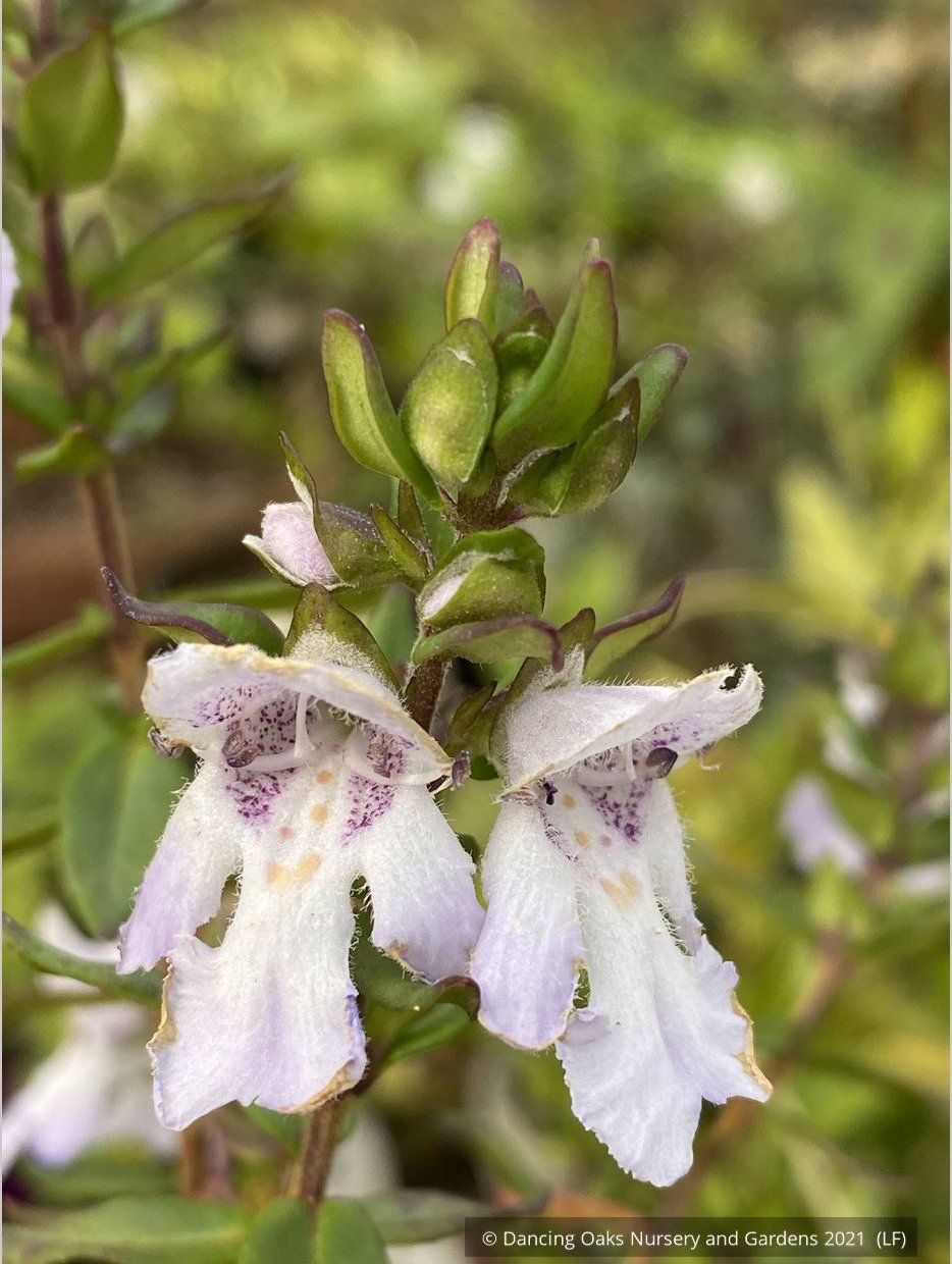 Shrubs ~ Prostanthera cuneata 'Badja Peak', Mint Bush ~ Dancing Oaks Nursery and Gardens ~ Retail Nursery ~ Mail Order Nursery