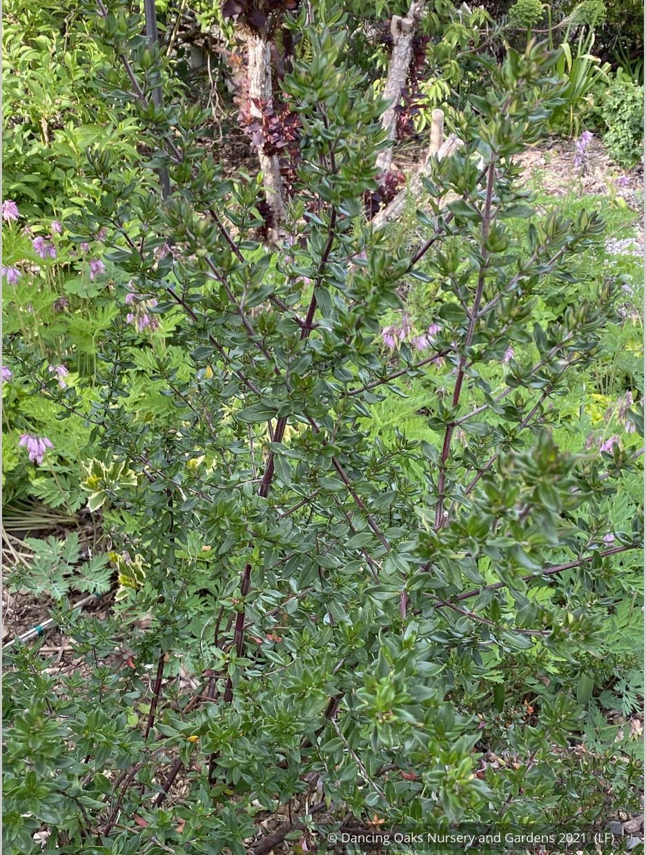 Shrubs ~ Prostanthera cuneata 'Badja Peak', Mint Bush ~ Dancing Oaks Nursery and Gardens ~ Retail Nursery ~ Mail Order Nursery