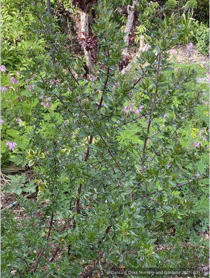 Shrubs ~ Prostanthera cuneata 'Badja Peak', Mint Bush ~ Dancing Oaks Nursery and Gardens ~ Retail Nursery ~ Mail Order Nursery