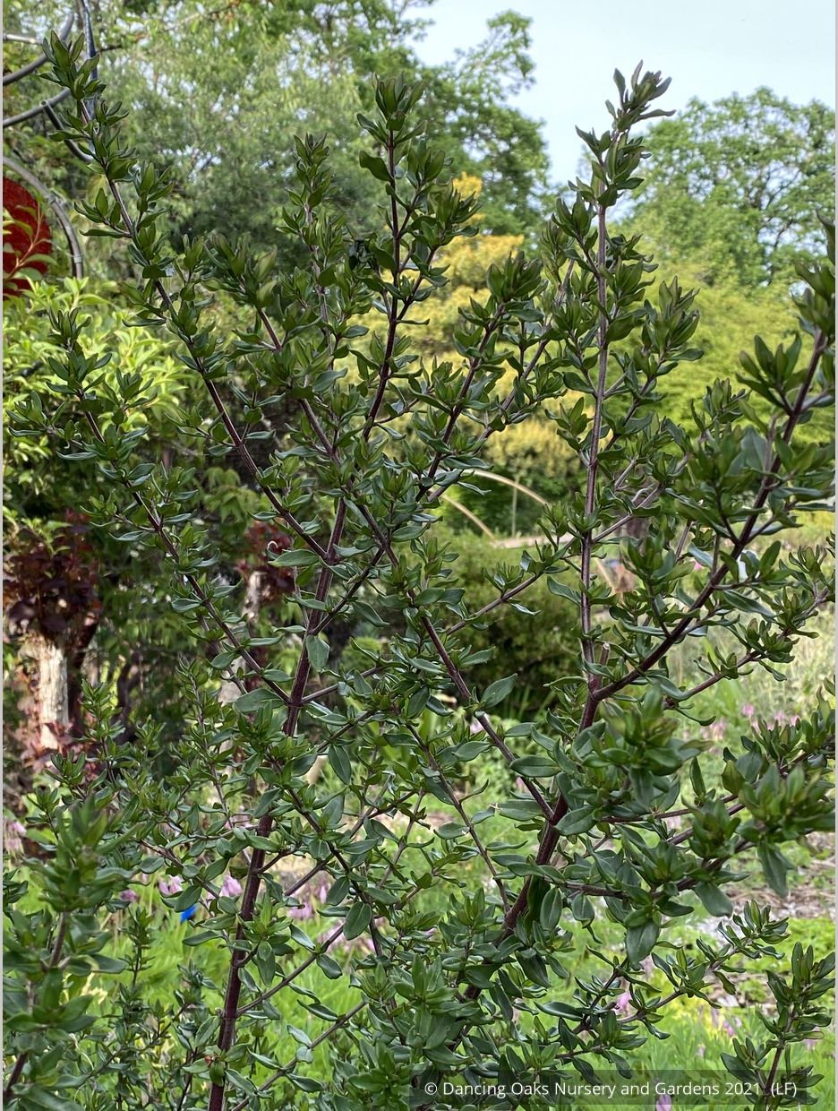 Shrubs ~ Prostanthera cuneata 'Badja Peak', Mint Bush ~ Dancing Oaks Nursery and Gardens ~ Retail Nursery ~ Mail Order Nursery