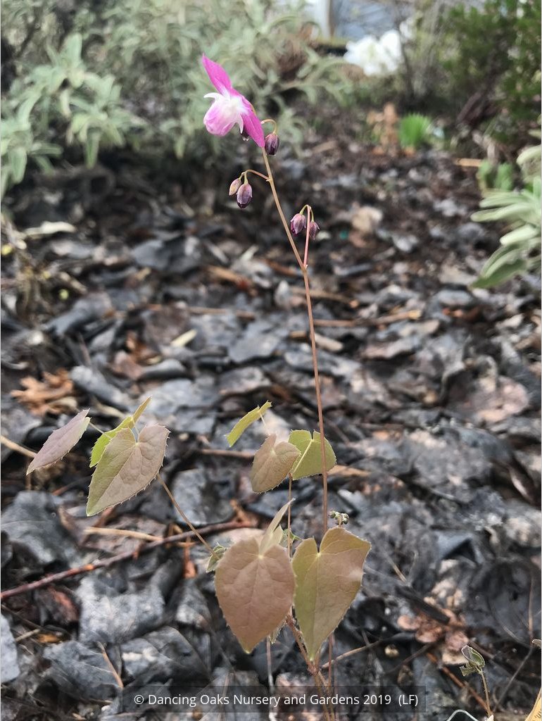 Perennials ~ Epimedium x youngianum 'Be My Valentine', Barrenwort ~ Dancing Oaks Nursery and Gardens ~ Retail Nursery ~ Mail Order Nursery