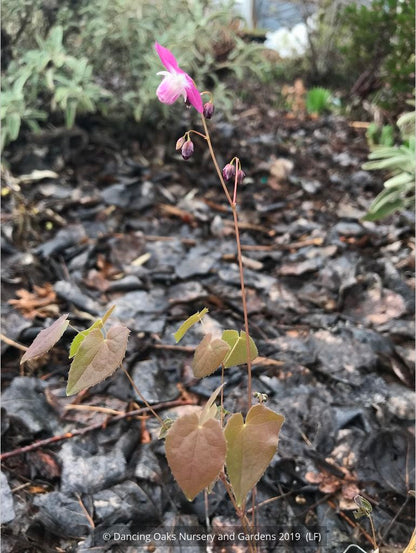 Perennials ~ Epimedium x youngianum 'Be My Valentine', Barrenwort ~ Dancing Oaks Nursery and Gardens ~ Retail Nursery ~ Mail Order Nursery