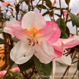 Shrubs ~ Rhododendron 'Coastal Spice' ~ Dancing Oaks Nursery and Gardens ~ Retail Nursery ~ Mail Order Nursery