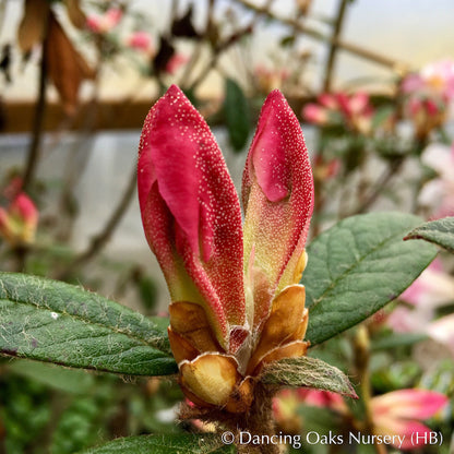 Shrubs ~ Rhododendron 'Coastal Spice' ~ Dancing Oaks Nursery and Gardens ~ Retail Nursery ~ Mail Order Nursery