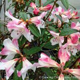 Shrubs ~ Rhododendron 'Coastal Spice' ~ Dancing Oaks Nursery and Gardens ~ Retail Nursery ~ Mail Order Nursery