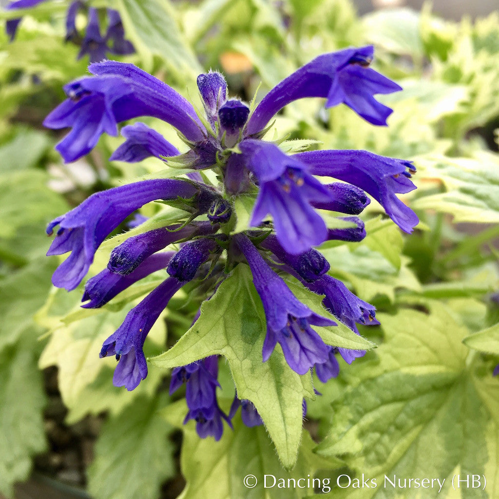 Perennials ~ Ajuga incisa 'Bikun' syn 'Frosted Jade', Frosted Jade Ajuga ~ Dancing Oaks Nursery and Gardens ~ Retail Nursery ~ Mail Order Nursery