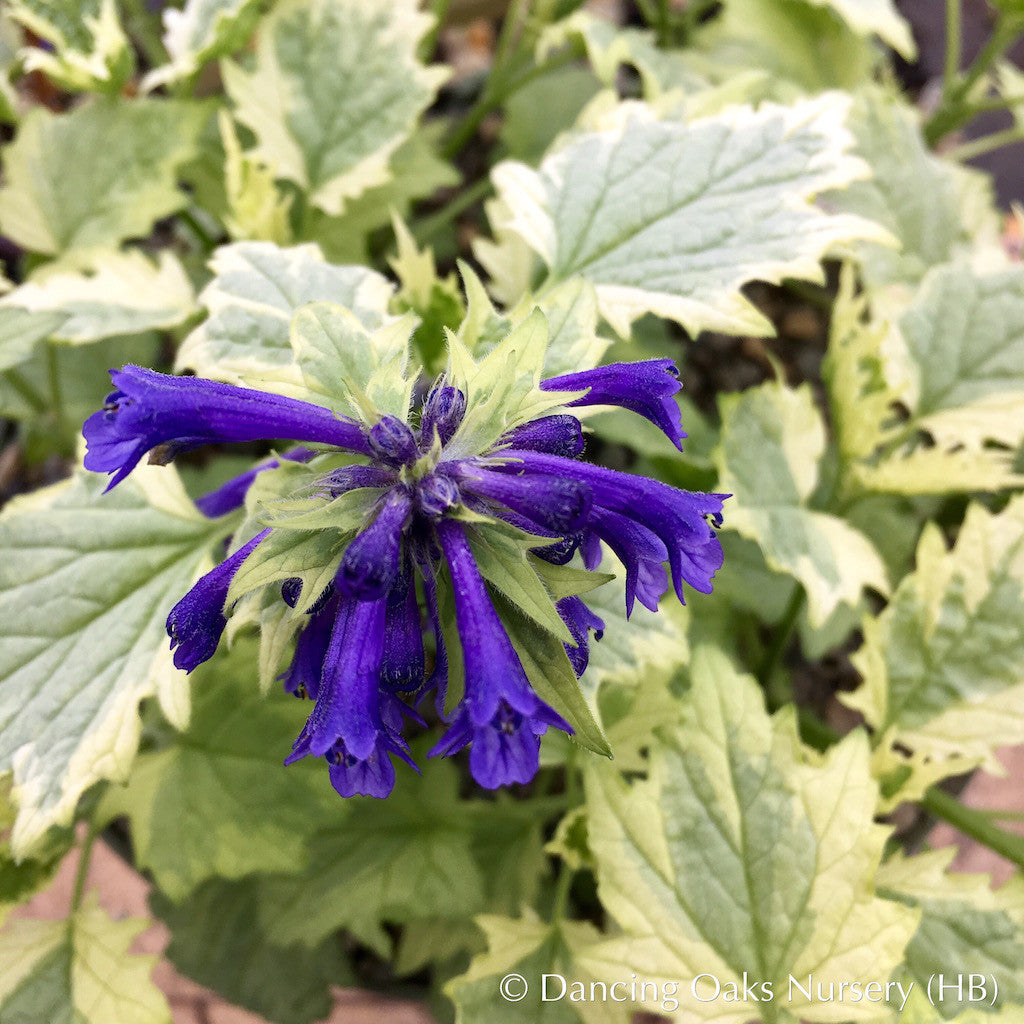 Perennials ~ Ajuga incisa 'Bikun' syn 'Frosted Jade', Frosted Jade Ajuga ~ Dancing Oaks Nursery and Gardens ~ Retail Nursery ~ Mail Order Nursery