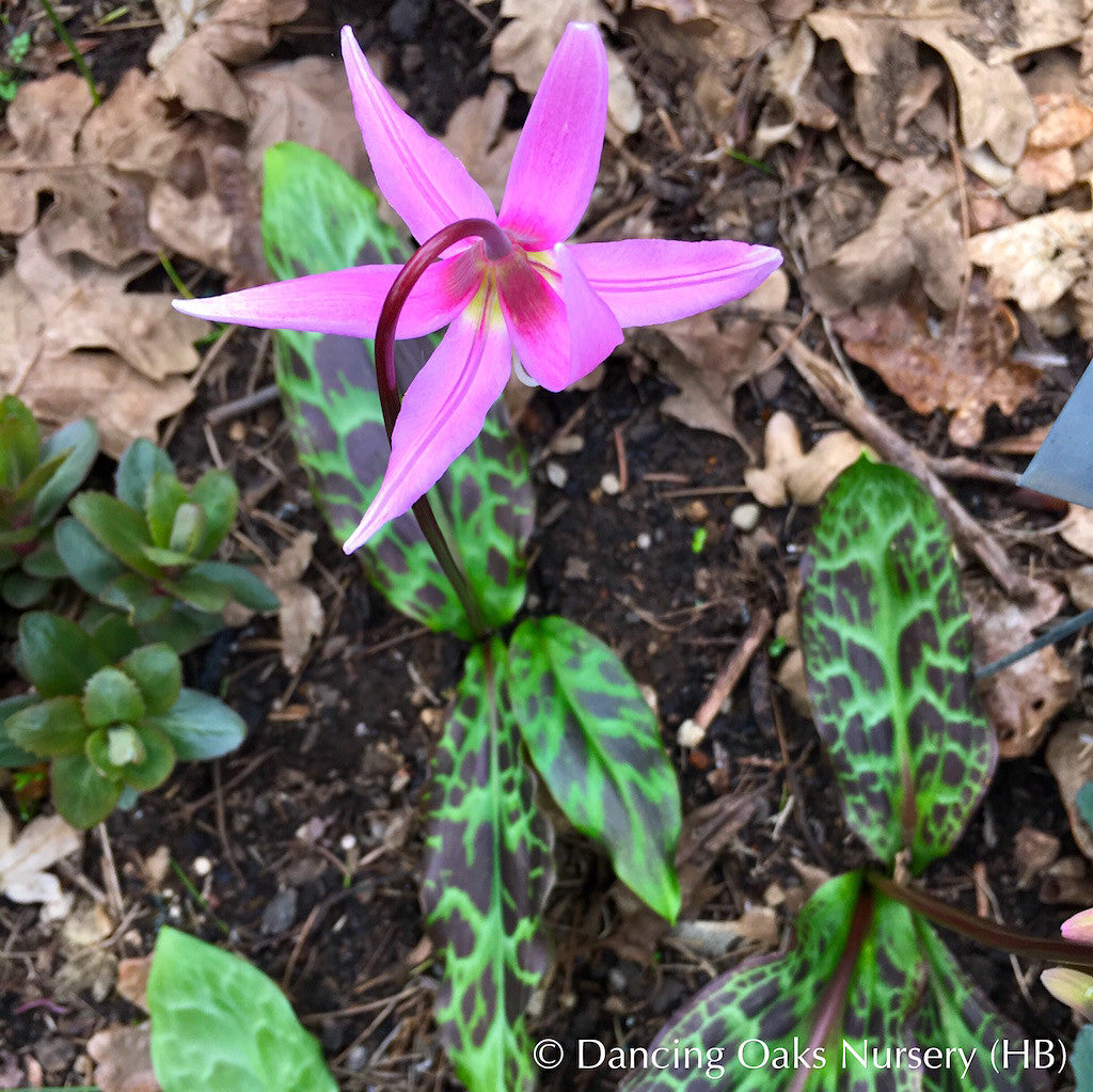 Bulbs & Tubers ~ Erythronium revolutum, Dog Tooth Violet ~ Dancing Oaks Nursery and Gardens ~ Retail Nursery ~ Mail Order Nursery