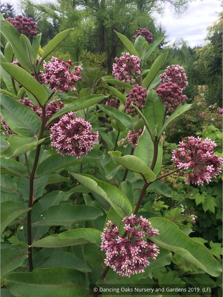 Perennials ~ Asclepias syriaca, Common Milkweed or Virginia Milkweed ~ Dancing Oaks Nursery and Gardens ~ Retail Nursery ~ Mail Order Nursery
