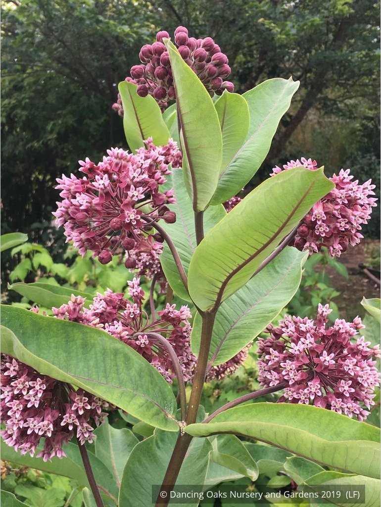 Perennials ~ Asclepias syriaca, Common Milkweed or Virginia Milkweed ~ Dancing Oaks Nursery and Gardens ~ Retail Nursery ~ Mail Order Nursery