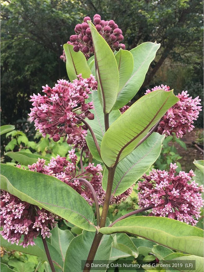 Perennials ~ Asclepias syriaca, Common Milkweed or Virginia Milkweed ~ Dancing Oaks Nursery and Gardens ~ Retail Nursery ~ Mail Order Nursery