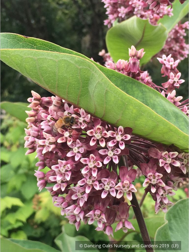 Perennials ~ Asclepias syriaca, Common Milkweed or Virginia Milkweed ~ Dancing Oaks Nursery and Gardens ~ Retail Nursery ~ Mail Order Nursery