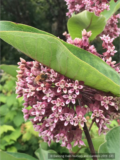 Perennials ~ Asclepias syriaca, Common Milkweed or Virginia Milkweed ~ Dancing Oaks Nursery and Gardens ~ Retail Nursery ~ Mail Order Nursery