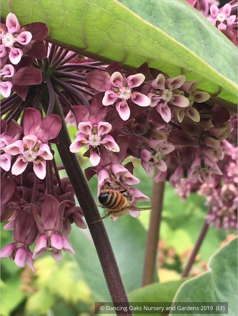 Perennials ~ Asclepias syriaca, Common Milkweed or Virginia Milkweed ~ Dancing Oaks Nursery and Gardens ~ Retail Nursery ~ Mail Order Nursery