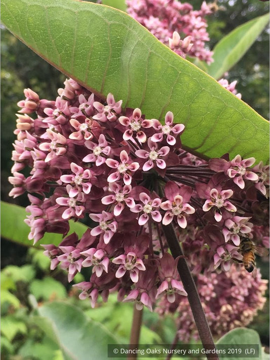 Perennials ~ Asclepias syriaca, Common Milkweed or Virginia Milkweed ~ Dancing Oaks Nursery and Gardens ~ Retail Nursery ~ Mail Order Nursery
