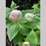 Perennials ~ Platycodon grandiflorus 'Astra Semi Double Pink', Balloon Flower ~ Dancing Oaks Nursery and Gardens ~ Retail Nursery ~ Mail Order Nursery