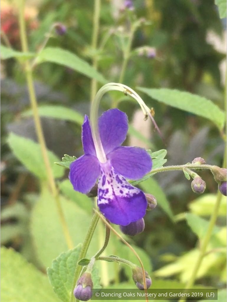 Shrubs ~ Trichostema 'Blue Bonnets', Blue Curls ~ Dancing Oaks Nursery and Gardens ~ Retail Nursery ~ Mail Order Nursery