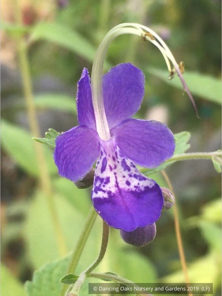 Shrubs ~ Trichostema 'Blue Bonnets', Blue Curls ~ Dancing Oaks Nursery and Gardens ~ Retail Nursery ~ Mail Order Nursery