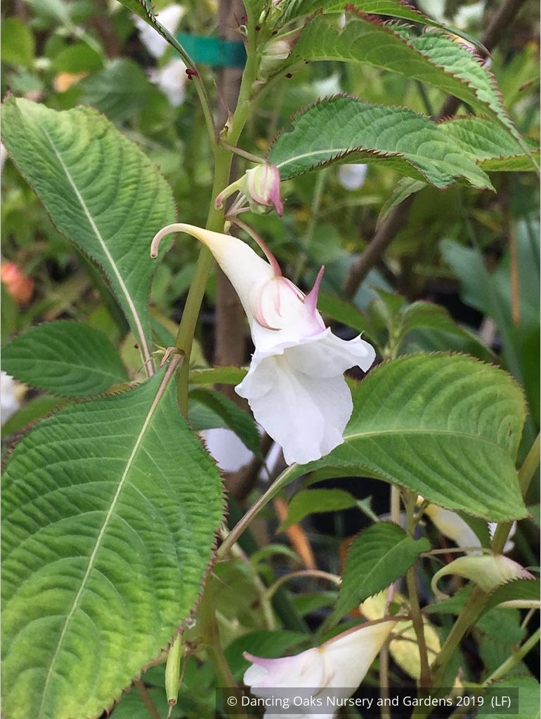 Perennials ~ Impatiens arguta 'Alba', White Hardy Impatiens ~ Dancing Oaks Nursery and Gardens ~ Retail Nursery ~ Mail Order Nursery