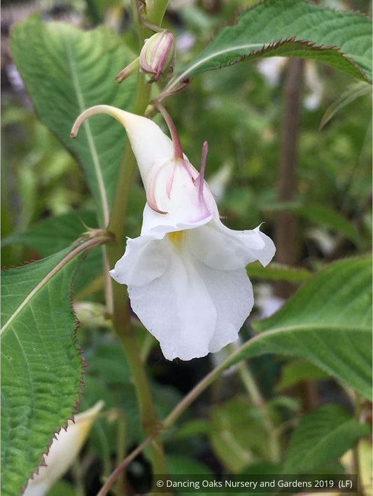 Perennials ~ Impatiens arguta 'Alba', White Hardy Impatiens ~ Dancing Oaks Nursery and Gardens ~ Retail Nursery ~ Mail Order Nursery