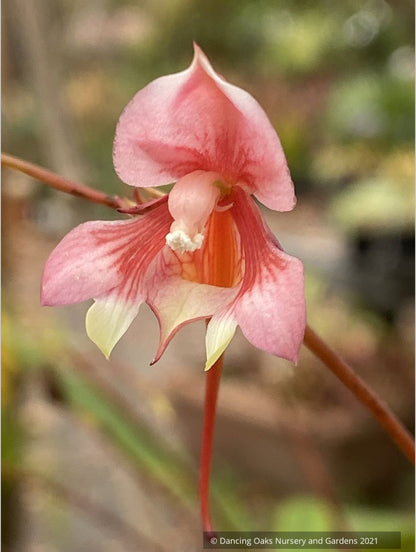 Impatiens flanaganiae, Mrs. Flanagan's Impatiens