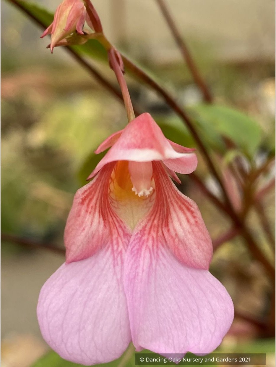 Impatiens flanaganiae, Mrs. Flanagan's Impatiens