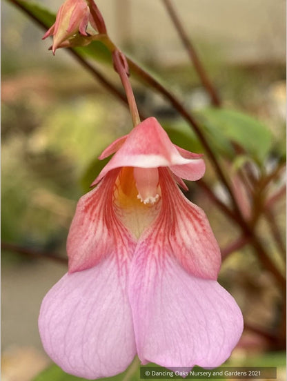 Impatiens flanaganiae, Mrs. Flanagan's Impatiens