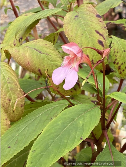 Impatiens flanaganiae, Mrs. Flanagan's Impatiens