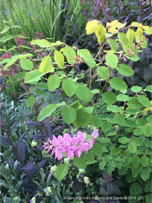 Shrubs ~ Indigofera kirilowii 'Bernheim', Bernheim Giant Chinese Indigo ~ Dancing Oaks Nursery and Gardens ~ Retail Nursery ~ Mail Order Nursery