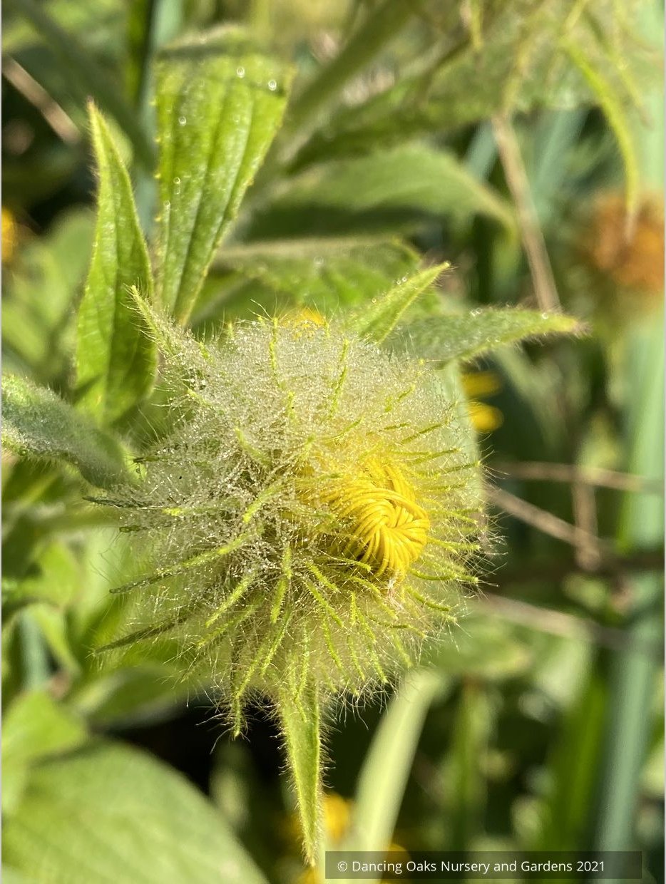 Perennials ~ Inula hookeri, Hooker Inula ~ Dancing Oaks Nursery and Gardens ~ Retail Nursery ~ Mail Order Nursery