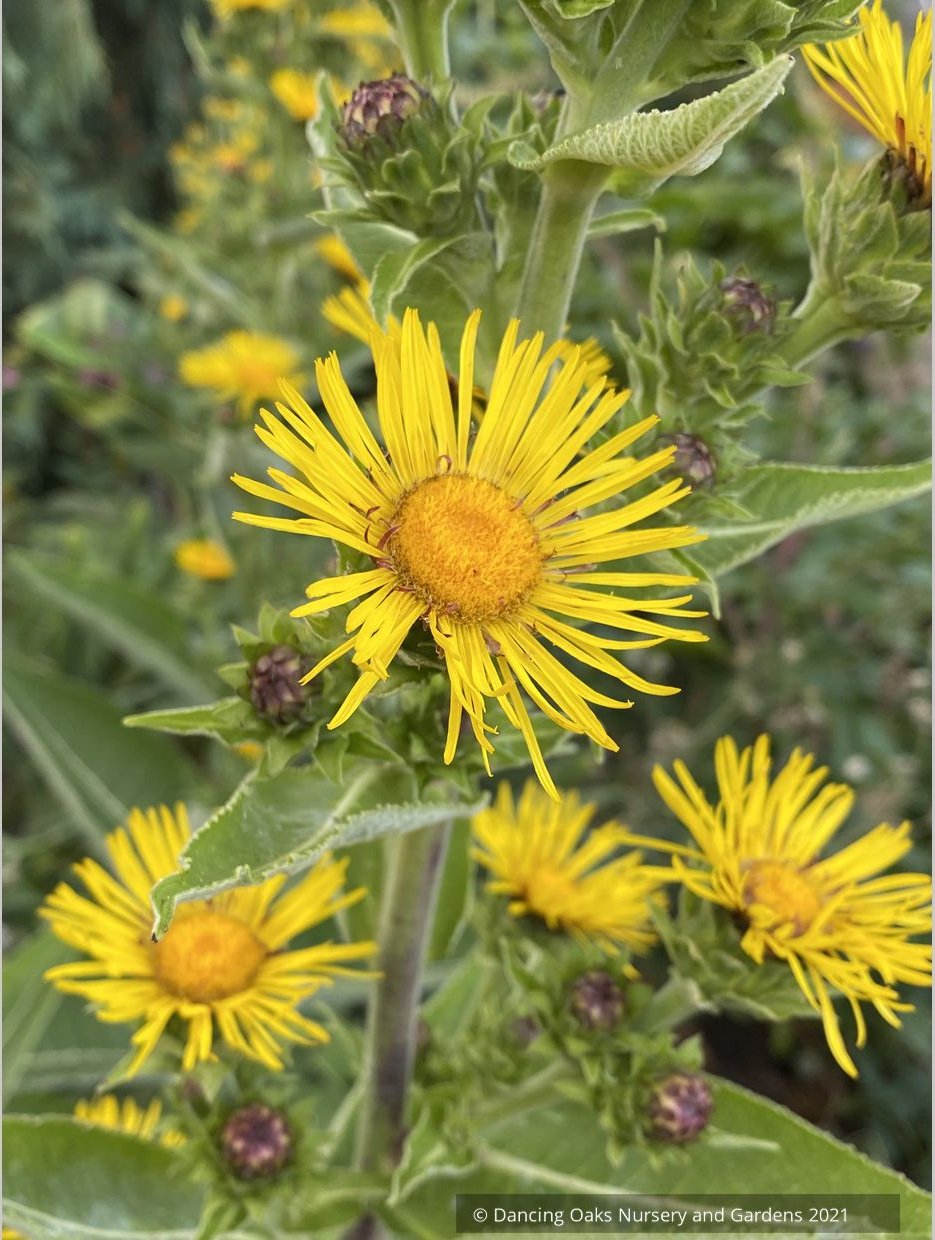 Inula racemosa