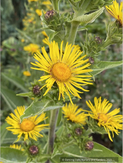 Inula racemosa