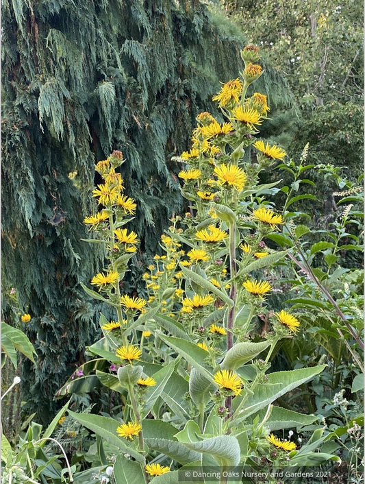 Inula racemosa