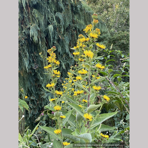 Inula racemosa