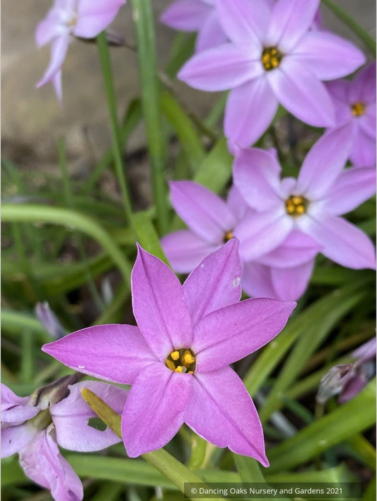 Ipheion uniflorum 'Tessa', Pink Star Flower