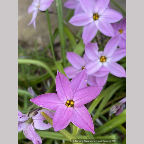 Ipheion uniflorum 'Tessa', Pink Star Flower