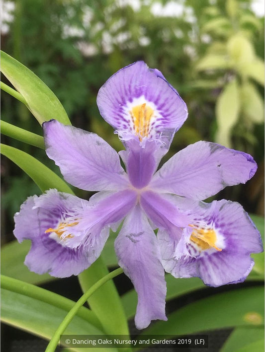 Perennials ~ Iris confusa 'Martin Rix', Bamboo Iris ~ Dancing Oaks Nursery and Gardens ~ Retail Nursery ~ Mail Order Nursery