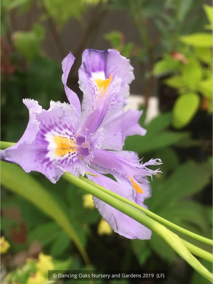 Perennials ~ Iris confusa 'Martin Rix', Bamboo Iris ~ Dancing Oaks Nursery and Gardens ~ Retail Nursery ~ Mail Order Nursery